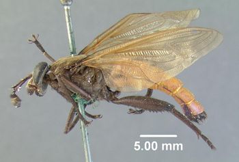 Media type: image;   Entomology 10659 Aspect: habitus lateral view
